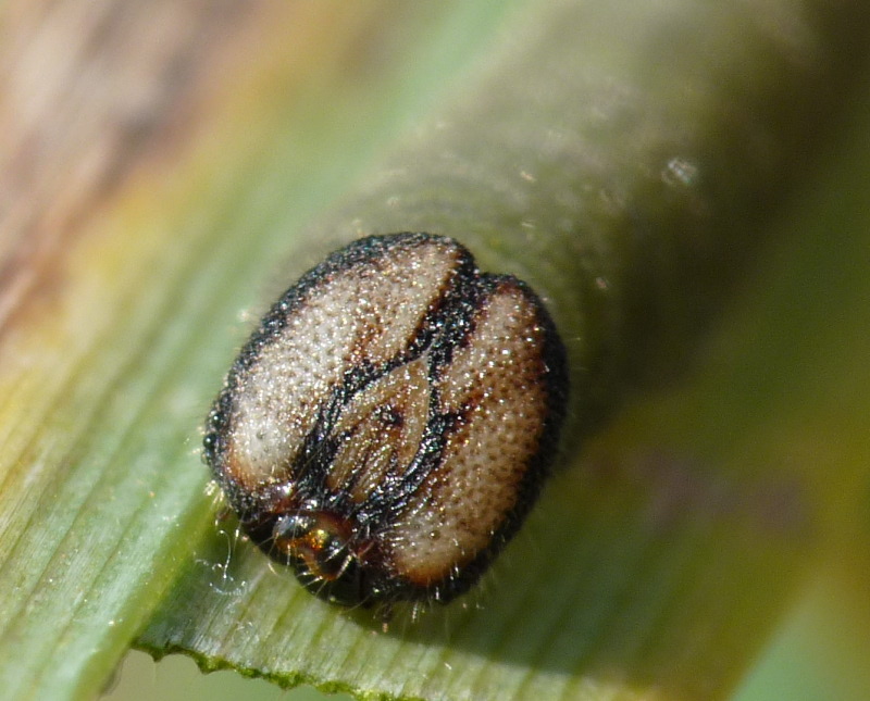 Bruco da identificare - Ochlodes sylvanus